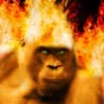 Naughty fire player-Born in 2017