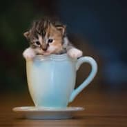Kitty in a Cup
