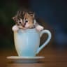 Kitty in a Cup
