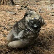 Sandmustang Minnow 425