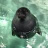silly seel