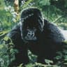 ape