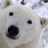 ahungrypolarbear