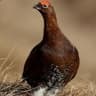 Famous Grouse