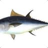 Atun