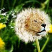Dan Da Lion