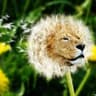 Dan Da Lion