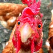 Brain Dead Chicken