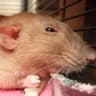 Rat