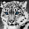 The Snow Leopard