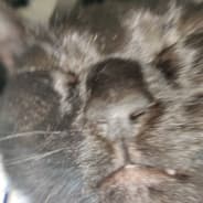 malkom