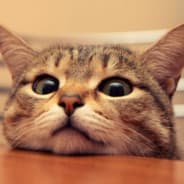Cute Pussy