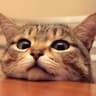 Cute Pussy