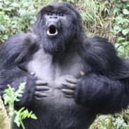 APES TOGETHER STRON
