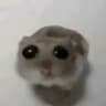 xd