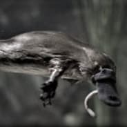 Ugly Platypus
