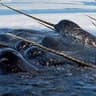 NarwhalElite