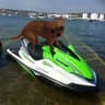 LIL PUP JETSKII