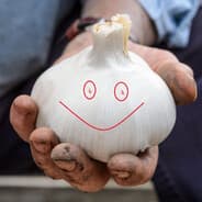 Just a Garlic