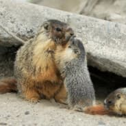 YoungMarmot - Allkeyshop