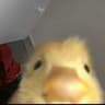 Pano de Pia