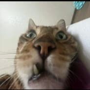 JOPA