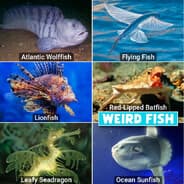 rare fish investor