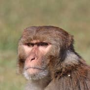 Brain of a Monke