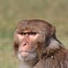 Brain of a Monke