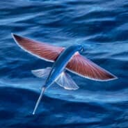 FlyveFisken