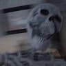 The Bone Guy