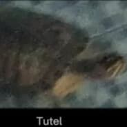 xeL