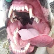 vasilii