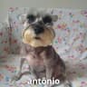 Tavião