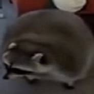 Dodo