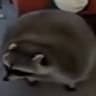 Dodo