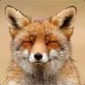 Foxo16