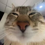 TαRαֆί$ŧ