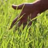 touch some grass