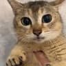 tofifi