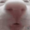 phlp