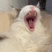 tuheutnix