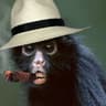 macaco