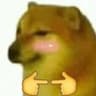 shai dog