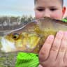 Perch