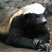 Honey Badger don't care