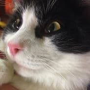FishMeow