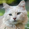 GATITO FACHER