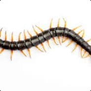 centipede
