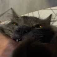 Persik Sasha